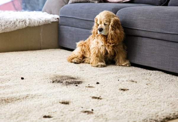Clean Dog Poop Off Carpets